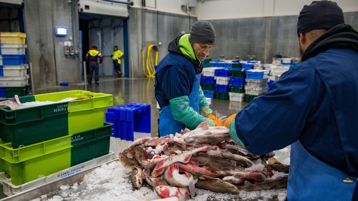 Rybolov i průkaz pojištěnce. Co se dohodou mění pro Británii a EU
